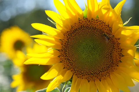 Sunflower Field 4K Wallpaper · flowers · 3840×2560