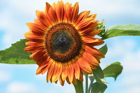 خلفية حقل عباد الشمس بدقة 4K · flowers · 3840×2560