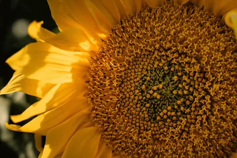 خلفية حقل عباد الشمس بدقة 4K · flowers · 3840×2560