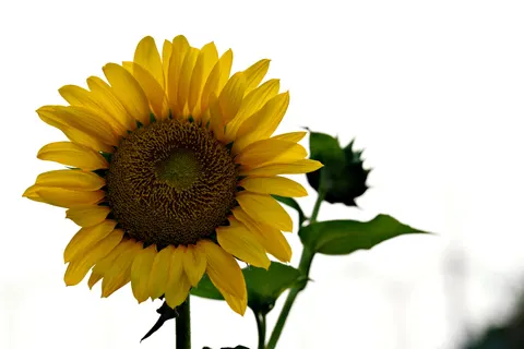 خلفية حقل عباد الشمس بدقة 4K · flowers · 3840×2560