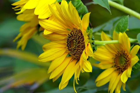Sunflower Field 4K Wallpaper · flowers · 3840×2560