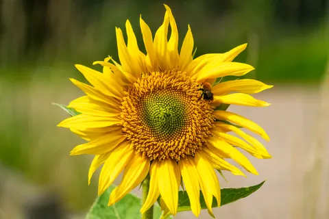 Sunflower Field 4K Wallpaper · flowers · 3840×2560