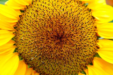 Sunflower Field 4K Wallpaper · flowers · 3840×2561