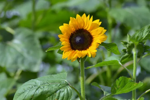 Sunflower Field 4K Wallpaper · flowers · 3840×2553