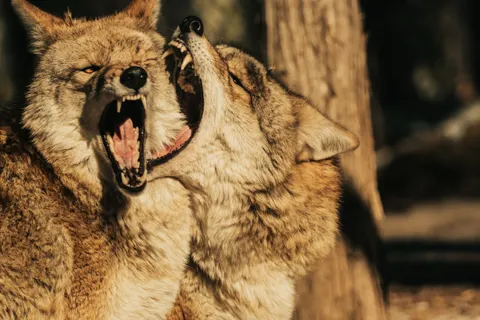 Обои Волк 4K · animals · 3840×2560