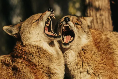 Fondo de pantalla Lobo 4K · animals · 3840×2560
