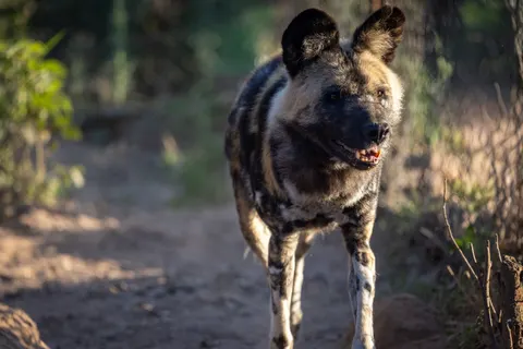 Wolf 4K Wallpaper · animals · 3840×2561