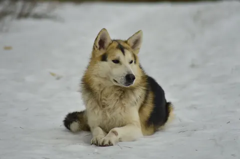 Wolf 4K Hintergrundbild · animals · 3840×2553