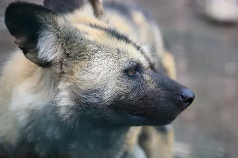 Fondo de pantalla Lobo 4K · animals · 3840×2560