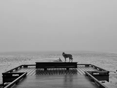 Wolf 4K Wallpaper · animals · 3840×2880