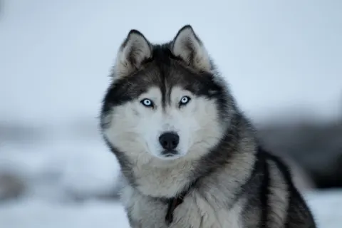 Wolf 4K Hintergrundbild · animals · 3840×2560