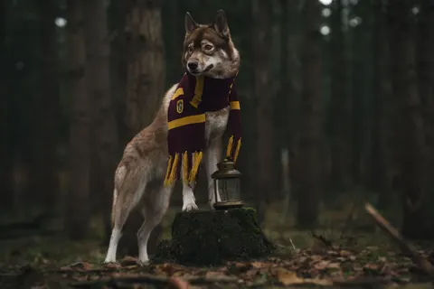 Wolf 4K Hintergrundbild · animals · 3840×2560