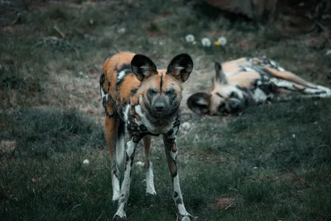 Wolf 4K Wallpaper · animals · 3840×2563