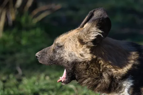 Fond d'écran Loup 4K · animals · 3840×2560