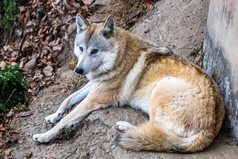 Wolf 4K Hintergrundbild · animals · 3840×2560