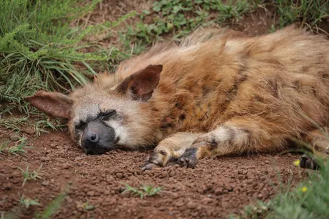 Wolf 4K Wallpaper · animals · 3840×2561