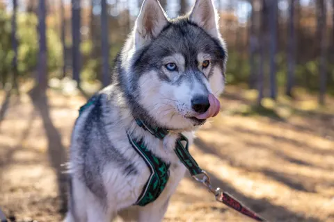 Wolf 4K Hintergrundbild · animals · 3840×2560