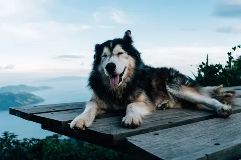 خلفية ذئب بدقة 4K · animals · 3840×2560