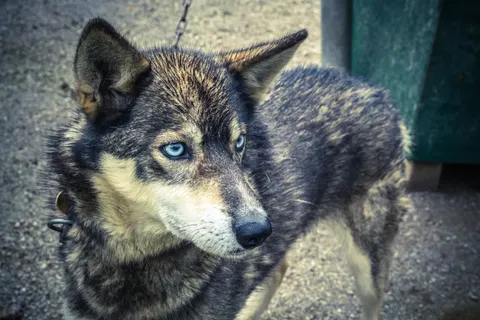 Wolf 4K Hintergrundbild · animals · 3840×2560