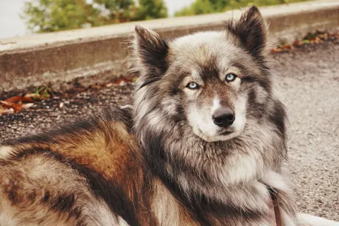 Fond d'écran Loup 4K · animals · 3840×2560