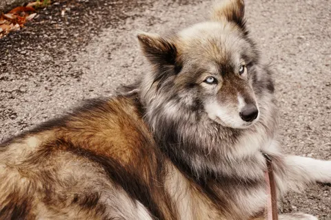 Fond d'écran Loup 4K · animals · 3840×2560