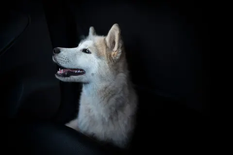 Wolf 4K Wallpaper · animals · 3840×2563