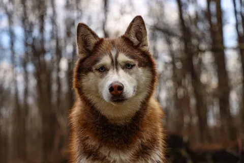 Wolf 4K Hintergrundbild · animals · 3840×2560