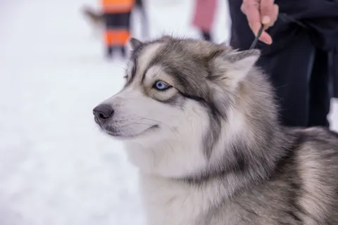 Wolf 4K Wallpaper · animals · 3840×2560