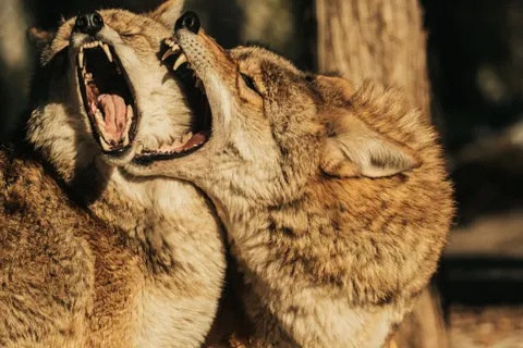 늑대 4K 배경화면 · animals · 3840×2560