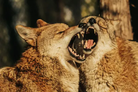 Wolf 4K Wallpaper · animals · 3840×2560