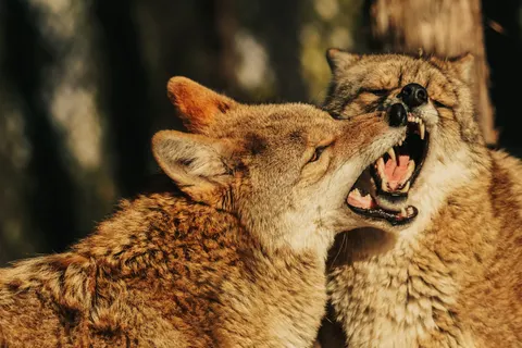 늑대 4K 배경화면 · animals · 3840×2560