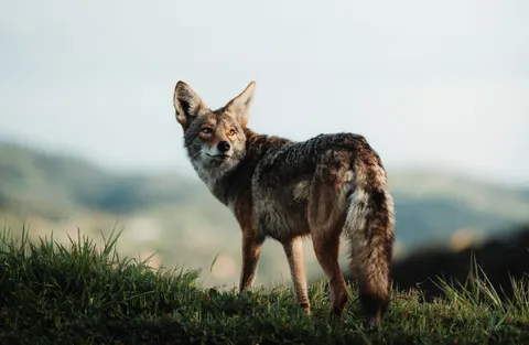 Wolf 4K Wallpaper · animals · 3840×2504