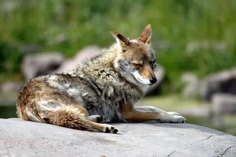 Fond d'écran Loup 4K · animals · 3840×2560