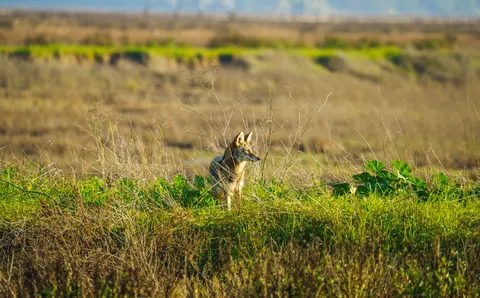Wolf 4K Wallpaper · animals · 3840×2389