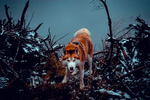 Wolf 4K Wallpaper · animals · 3840×2560