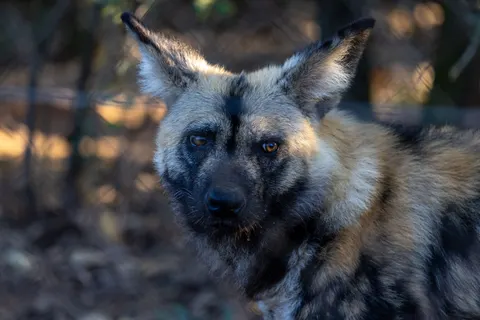 Wolf 4K Wallpaper · animals · 3840×2561