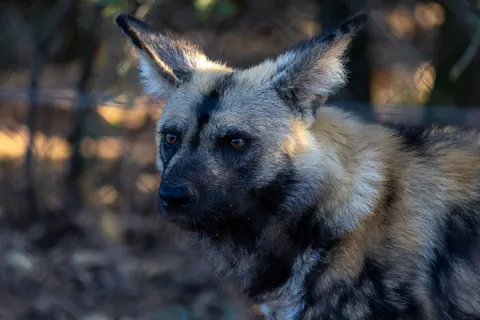 Fond d'écran Loup 4K · animals · 3840×2561