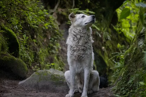 Wolf 4K Hintergrundbild · animals · 3840×2560