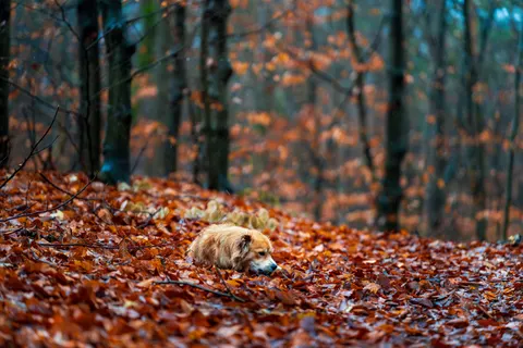 Fox 4K Wallpaper · animals · 3840×2560