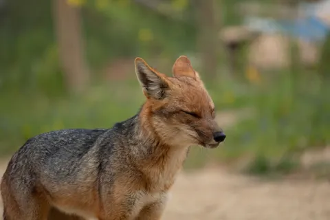 Fox 4K Wallpaper · animals · 3840×2560