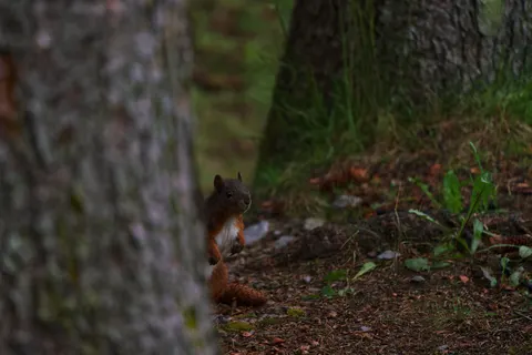 Fox 4K Wallpaper · animals · 3840×2560