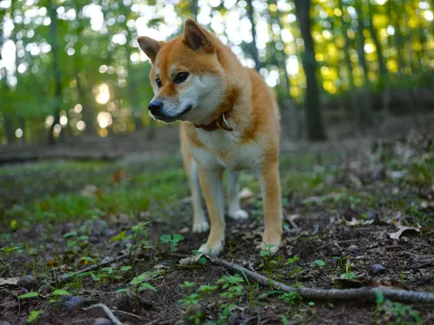 Fuchs 4K Hintergrundbild · animals · 3840×2880