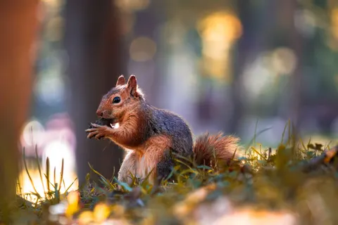 Fond d'écran Renard 4K · animals · 3840×2560