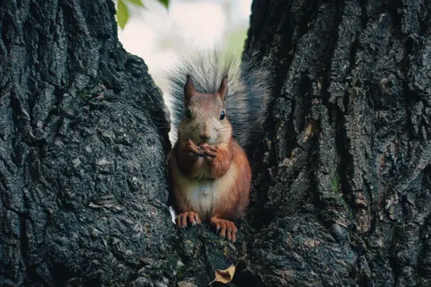 Обои Лиса 4K · animals · 3840×2560