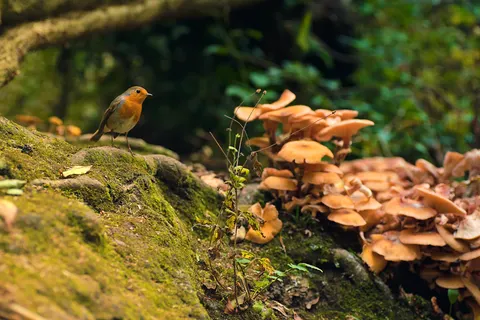 خلفية ثعلب بدقة 4K · animals · 3840×2558