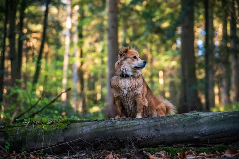 Fox 4K Wallpaper · animals · 3840×2560