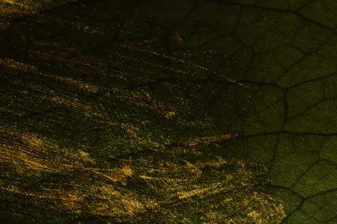 Fond d'écran Feuille d'or 4K · textures · 3840×2560