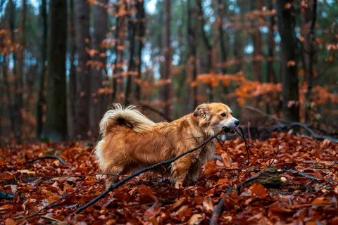 Fox 4K Wallpaper · animals · 3840×2560