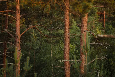 Fond d'écran Renard 4K · animals · 3840×2560