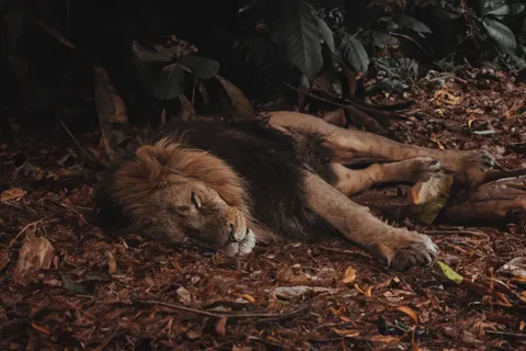 Lion 4K Wallpaper · animals · 3840×2560